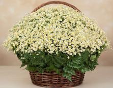 Цветочная композиция из Ромашки в корзине #REPLACE_PRED# Белорецке